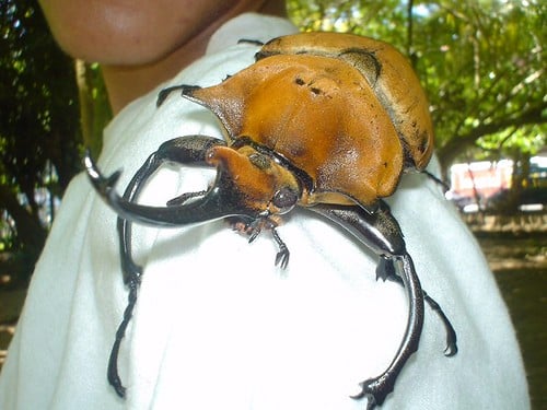 Costa rica
